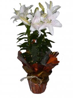 VASO LIRIO BRANCO 